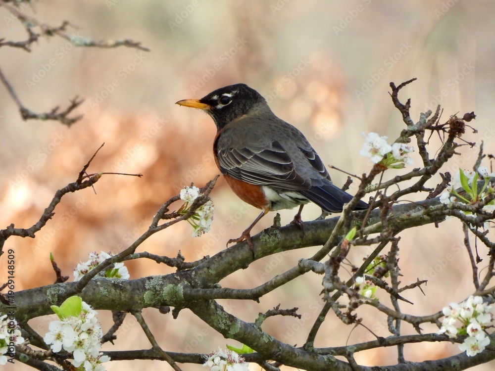 Fototapeta premium An American Robin perched on a blossoming branch with a soft background. Ideal for spring themes and nature publications.
