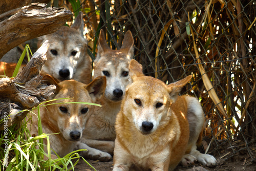 Quadro su tela Four dingo dogs looking at the camera close up portrait