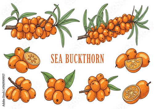 Vibrant Sea Buckthorn Berry Illustrations Collection for Healthy Food and Natural Wellness Designs