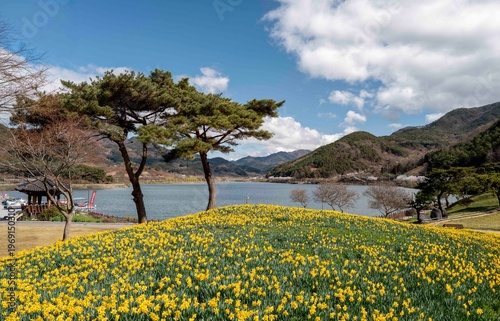 구례 지리산 치즈랜드에 핀 노란 수선화
