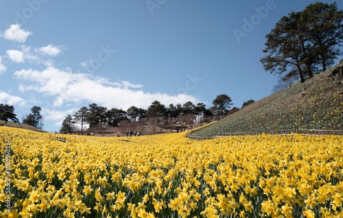 구례 지리산 치즈랜드에 핀 노란 수선화