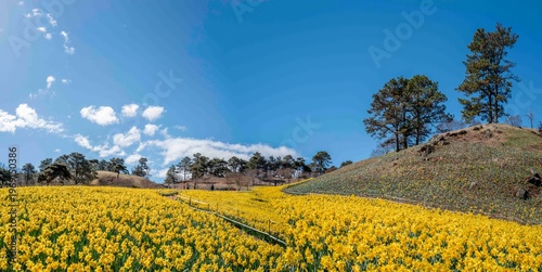 구례 지리산 치즈랜드에 핀 노란 수선화