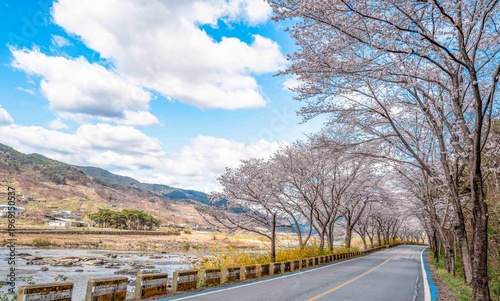 섬진강 강변 길을 따라 하얗게 핀 벚꽃길