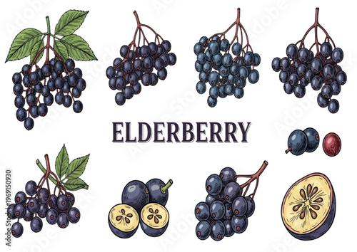 Elderberry Illustration Set - Fresh, Ripe, and Delicious Berries with Leaves and Slices