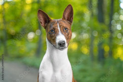 Basenji dog portrait looking directly at camera with green bokeh background, elegant breed close-up, outdoor pet lifestyle.