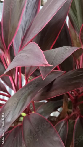 Wallpaper Mural Cordyline fruticosa displays vibrant red and green leaves, creating a striking tropical look that adds color and elegance to any garden or outdoor space. Torontodigital.ca
