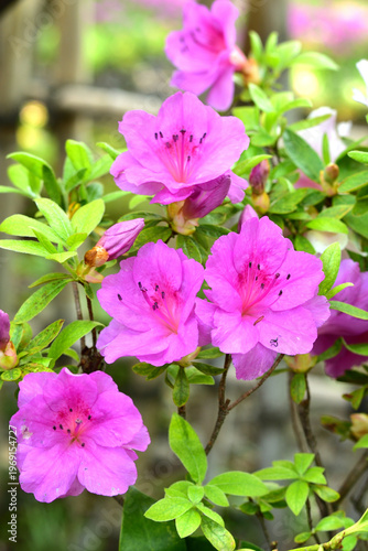 ツツジの花