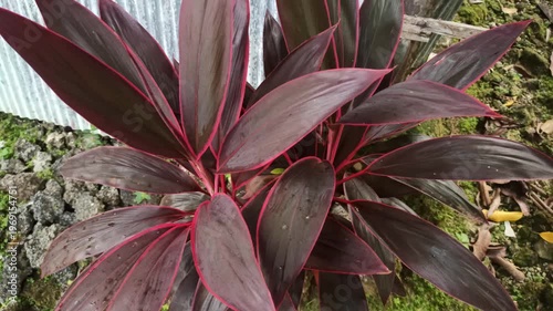 Wallpaper Mural Cordyline fruticosa displays vibrant red and green leaves, creating a striking tropical look that adds color and elegance to any garden or outdoor space. Torontodigital.ca