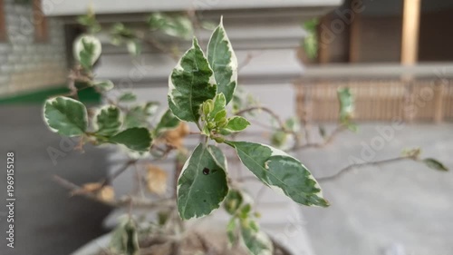 Wallpaper Mural Bougainvillea blooms with vibrant colors and lush foliage, adding a bright and decorative touch to a tropical garden setting Torontodigital.ca