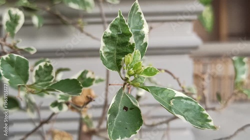 Wallpaper Mural Bougainvillea blooms with vibrant colors and lush foliage, adding a bright and decorative touch to a tropical garden setting Torontodigital.ca