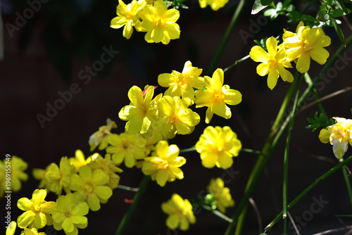 オウバイの花