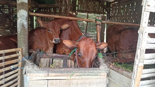 Wallpaper Mural cute-faced cow in a small home farm setting, showing a charming expression while reflecting simple rural life and affordable livestock farming. Torontodigital.ca