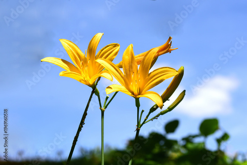 ニッコウキスゲの花