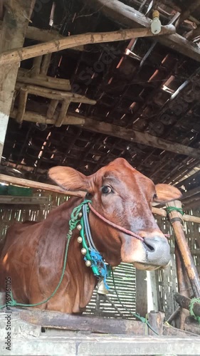 Wallpaper Mural cute-faced cow in a small home farm setting, showing a charming expression while reflecting simple rural life and affordable livestock farming. Torontodigital.ca