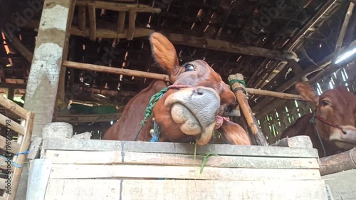 Wallpaper Mural cute-faced cow in a small home farm setting, showing a charming expression while reflecting simple rural life and affordable livestock farming. Torontodigital.ca