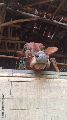 Wallpaper Mural cute-faced cow in a small home farm setting, showing a charming expression while reflecting simple rural life and affordable livestock farming. Torontodigital.ca