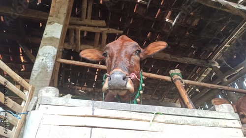 Wallpaper Mural cute-faced cow in a small home farm setting, showing a charming expression while reflecting simple rural life and affordable livestock farming. Torontodigital.ca