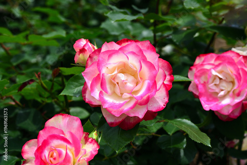 ばらの花