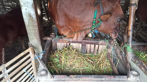 Wallpaper Mural cute-faced cow in a small home farm setting, showing a charming expression while reflecting simple rural life and affordable livestock farming. Torontodigital.ca
