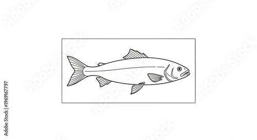 Detailed black line illustration of an aquatic creature with fins and scales for educational