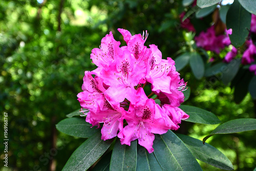 シャクナゲの花
