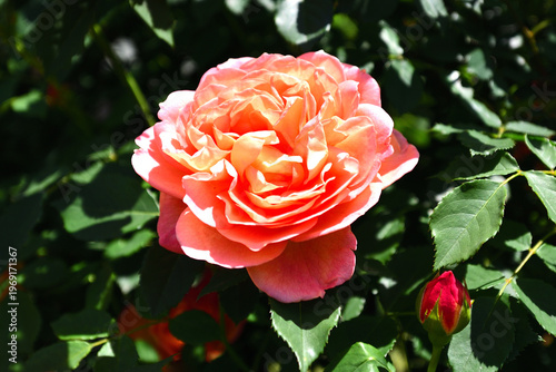 バラの花