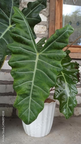 Wallpaper Mural Alocasia amazonica leaves display striking dark green tones with bold white veins, creating a dramatic and exotic look in a lush tropical setting. Torontodigital.ca