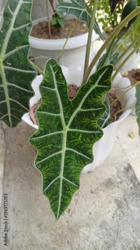 Wallpaper Mural Alocasia amazonica leaves display striking dark green tones with bold white veins, creating a dramatic and exotic look in a lush tropical setting. Torontodigital.ca