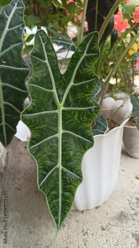 Wallpaper Mural Alocasia amazonica leaves display striking dark green tones with bold white veins, creating a dramatic and exotic look in a lush tropical setting. Torontodigital.ca