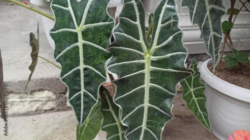 Wallpaper Mural Alocasia amazonica leaves display striking dark green tones with bold white veins, creating a dramatic and exotic look in a lush tropical setting. Torontodigital.ca