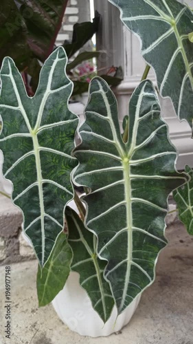 Wallpaper Mural Alocasia amazonica leaves display striking dark green tones with bold white veins, creating a dramatic and exotic look in a lush tropical setting. Torontodigital.ca