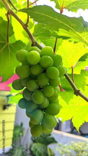 Fresh Green Grapes Growing on Vine in Natural Sunlight