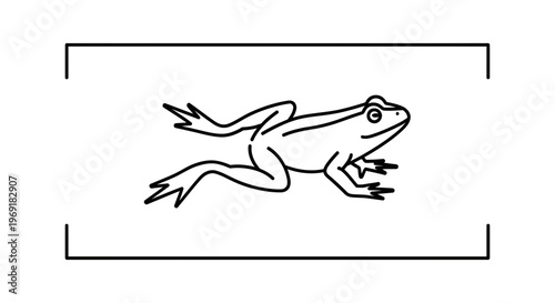 Minimalist amphibian illustration, simple black outline of a frog in a dynamic pose on white