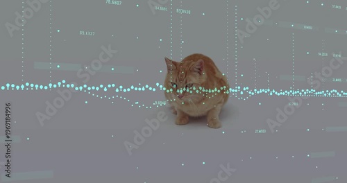 Orange tabby cat sitting on pale gray floor, responding to moving teal waveform by scanning