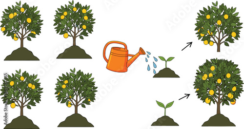 Plant Growth Stages with Watering Can and Fruit Tree Illustration Showing Seedling to Mature Harvest Process for Gardening, Agriculture, and Nature Education Designs