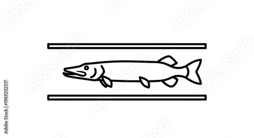 minimalist line art graphic depicting a long freshwater predatory fish swimming between two