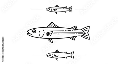 Elegant minimalist line art graphic featuring a trio of aquatic fish species swimming serenely in