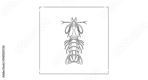 Intricate line art drawing of a predatory mantis shrimp showcasing its unique anatomical features