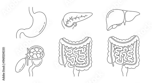 Human Internal Organ System Line Art Illustrations for Medical Study and Health Education Concepts