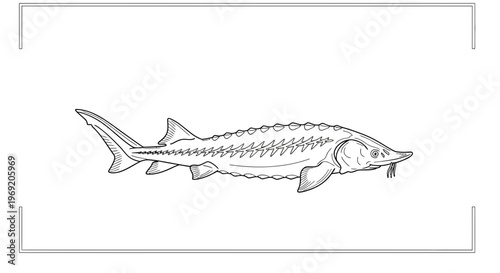 Detailed monochrome illustration of an ancient sturgeon fish with its unique physical