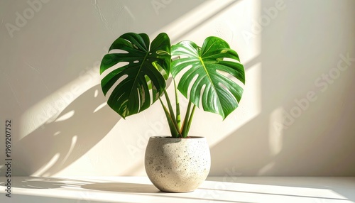 Wallpaper Mural A vibrant Monstera plant sits in a speckled ceramic pot, bathed in soft sunlight against a minimalist white wall, creating a serene and modern indoor scene. Torontodigital.ca