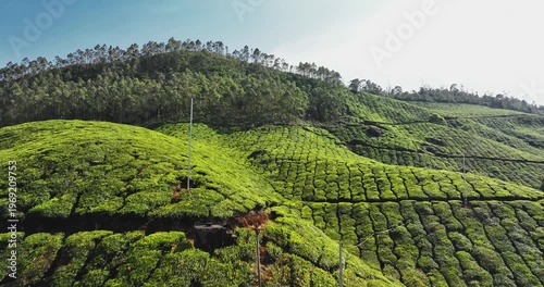 Wallpaper Mural Cinematic aerial view of scenic tea plantation, hill valley in Munnar, Kerala, India. Aerial view of a tea plantation in Munnar. The beautiful Western Ghats mountain range in Kerala Torontodigital.ca