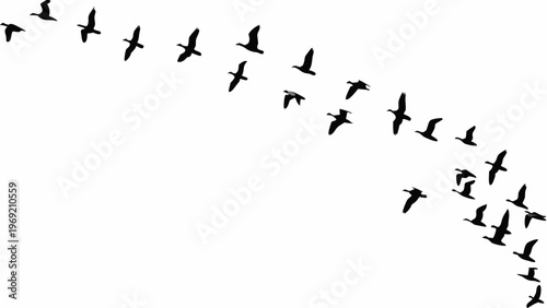 A flock of birds fly in a sweeping arc across a white background