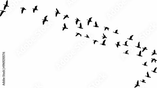 A flock of birds in flight forming a curved v shaped pattern