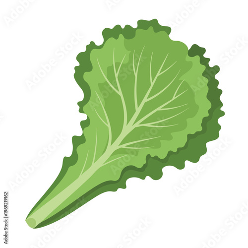 A single, green, leafy vegetable with wavy edges and prominent veins