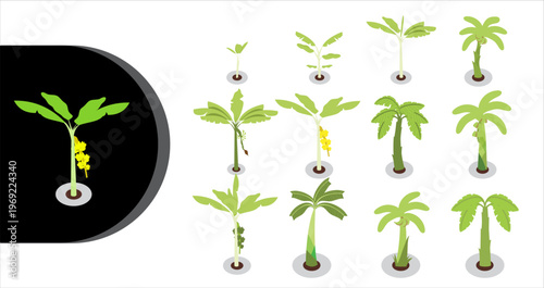 A vibrant illustration of various palm tree growth stages from seed to maturity
