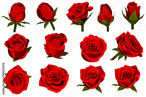 A collection of vibrant red roses in various stages of bloom