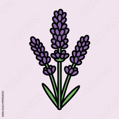 Lavender Flower Purple Blooming Plant.