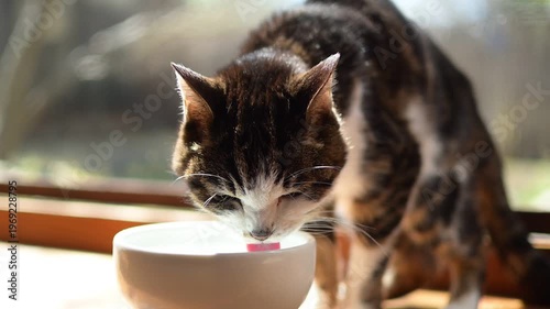 水を飲むキジ猫