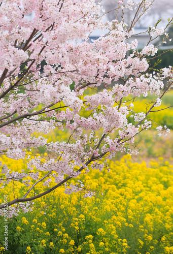 桜と菜の花畑